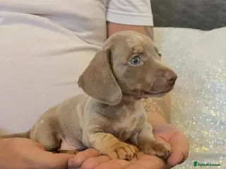 Miniature Dachshund dogs Miniature Dachshund - Advert 1