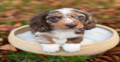 Miniature Dachshund dogs KC Miniature Dachshund Puppies - Advert 8