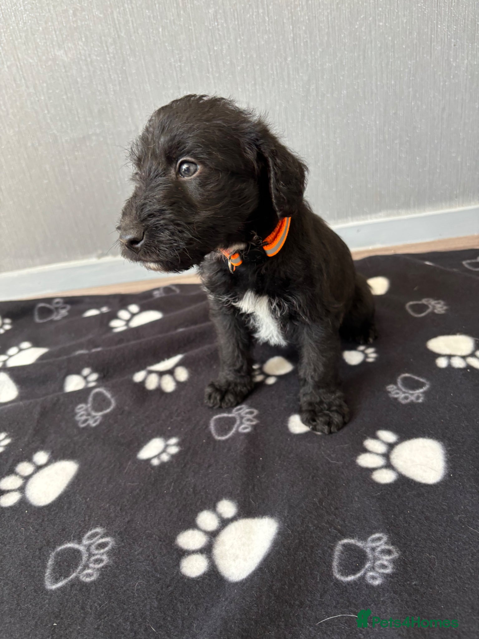 Mixed Breed dogs 3 Bedlington x whippet puppies  - Advert 1