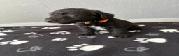 Mixed Breed dogs for sale: 3 Bedlington x whippet puppies  - Advert 1
