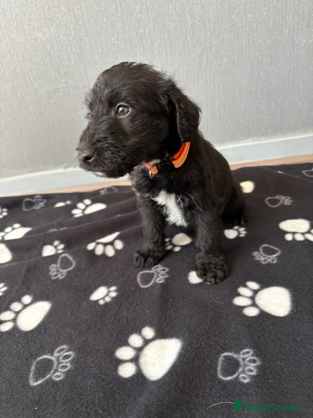 Mixed Breed dogs for sale: 3 Bedlington x whippet puppies  - Advert 1