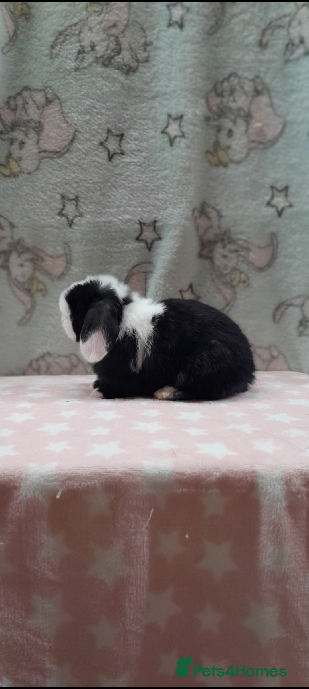 Mini Lop rabbits Purebred mini lops. Please read - Advert 1
