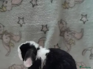 Mini Lop rabbits Purebred mini lops. Please read - Advert 1