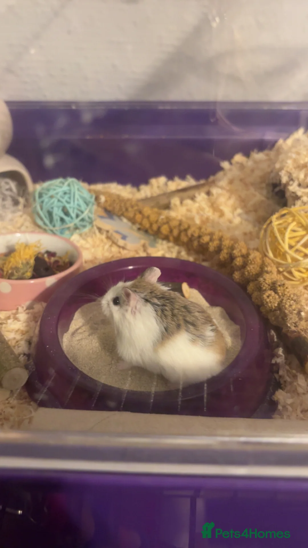 Hamster rodents for sale: Sonic the Robo hamster in Stourbridge - Advert 1