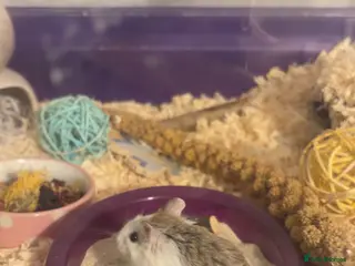 Hamster rodents Sonic the Robo hamster - Advert 1