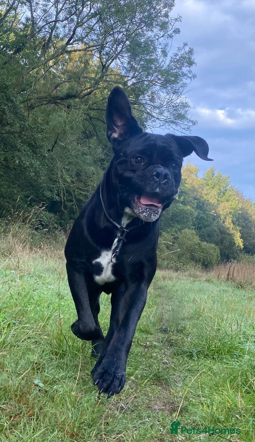 Cane Corso dogs for sale: Klaus the cane corso - Image 8