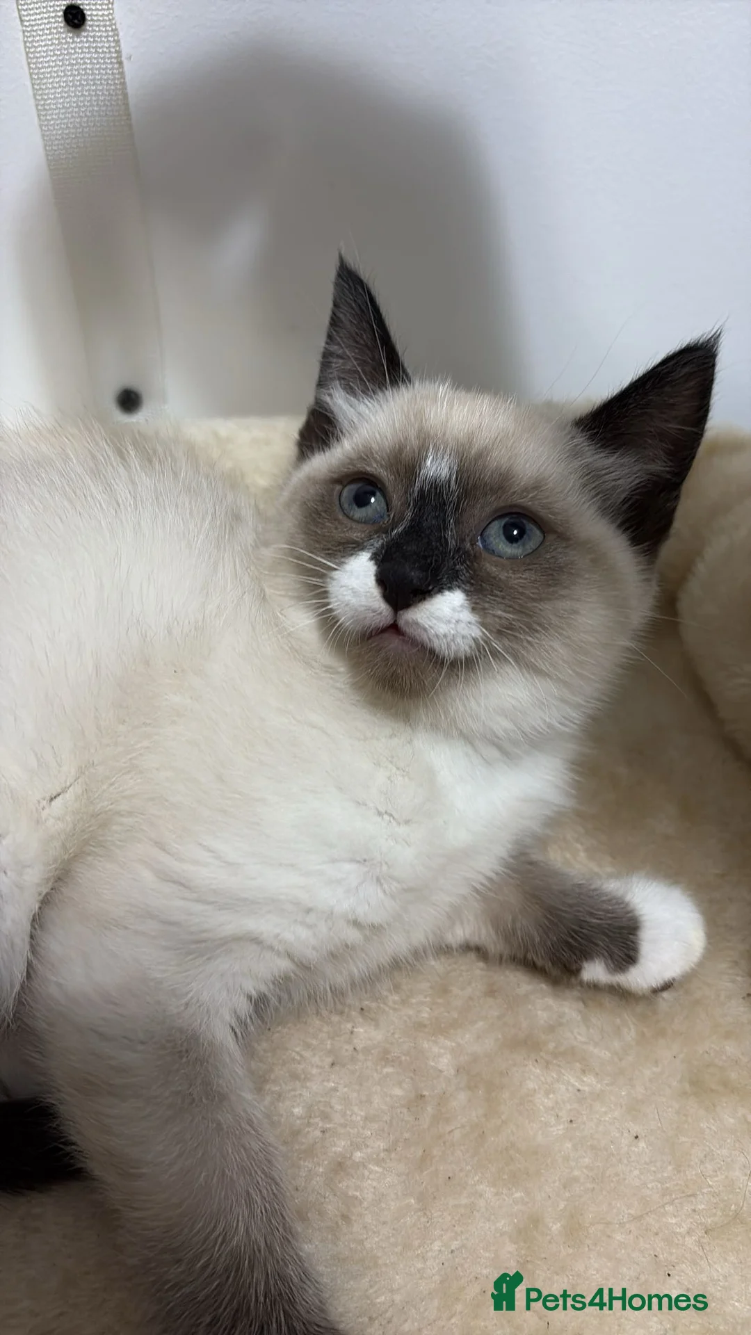 Ragdoll cats for sale: X3 Beautiful Ragdoll Kittens - Ready to leave 🐱 - Advert 21