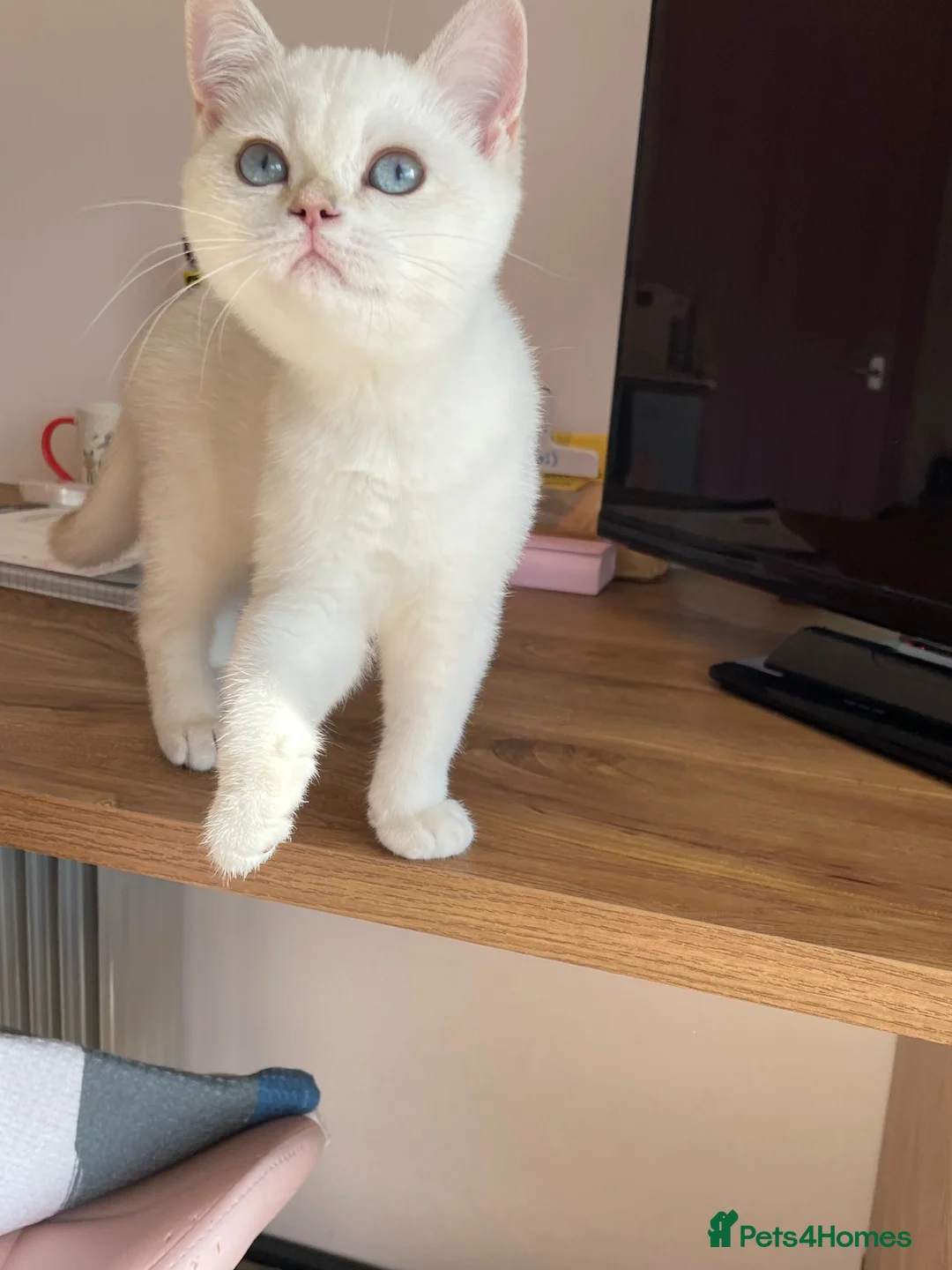 British Shorthair cats for sale: very beautiful BSH golden point  - Advert 2