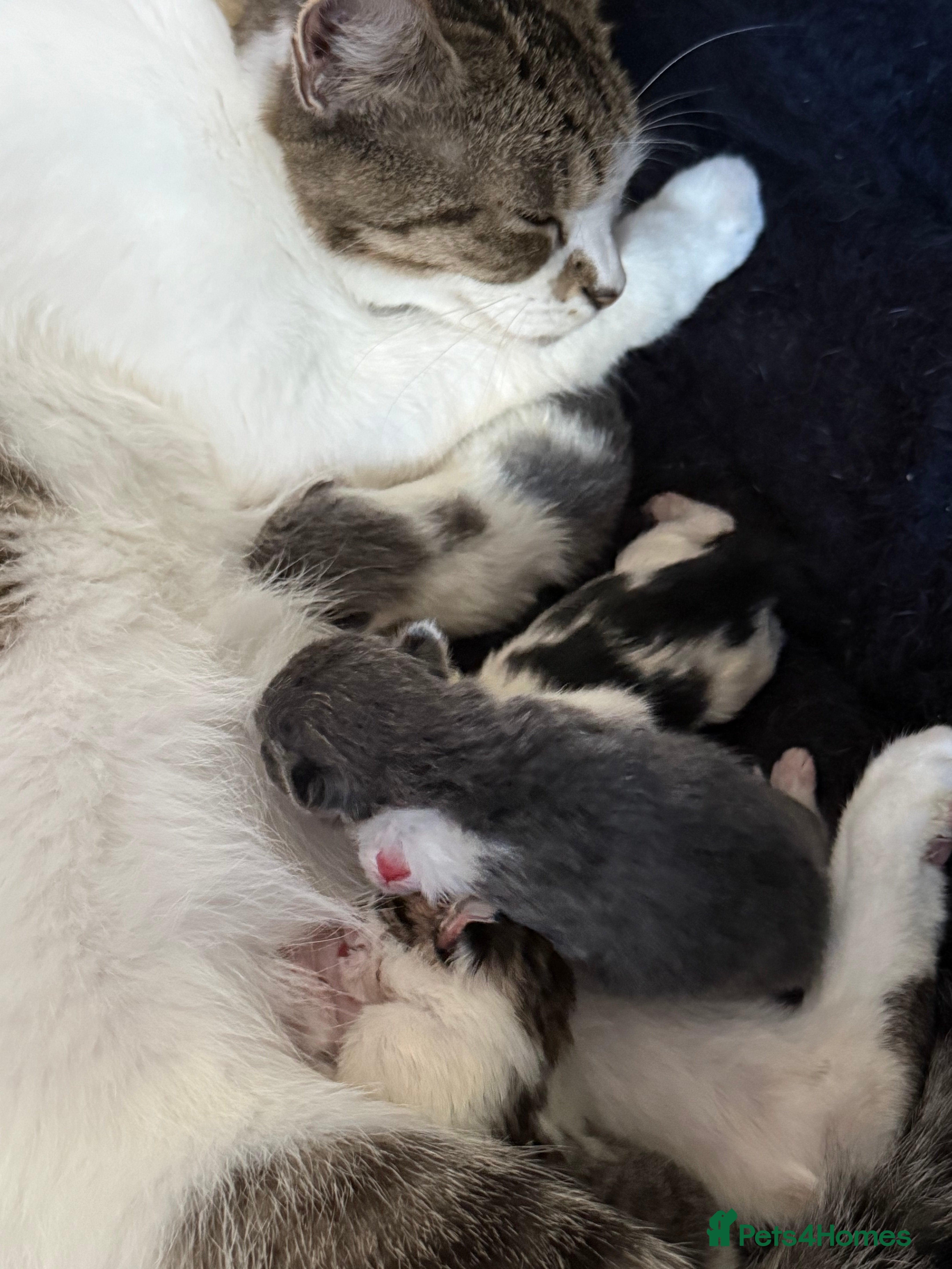 Mixed Breed cats Baby kittens  - Advert 1