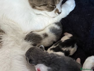 Mixed Breed cats Baby kittens - Advert 1