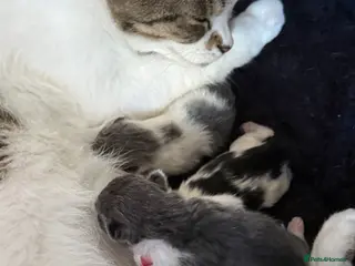 Mixed Breed cats Baby kittens - Advert 18