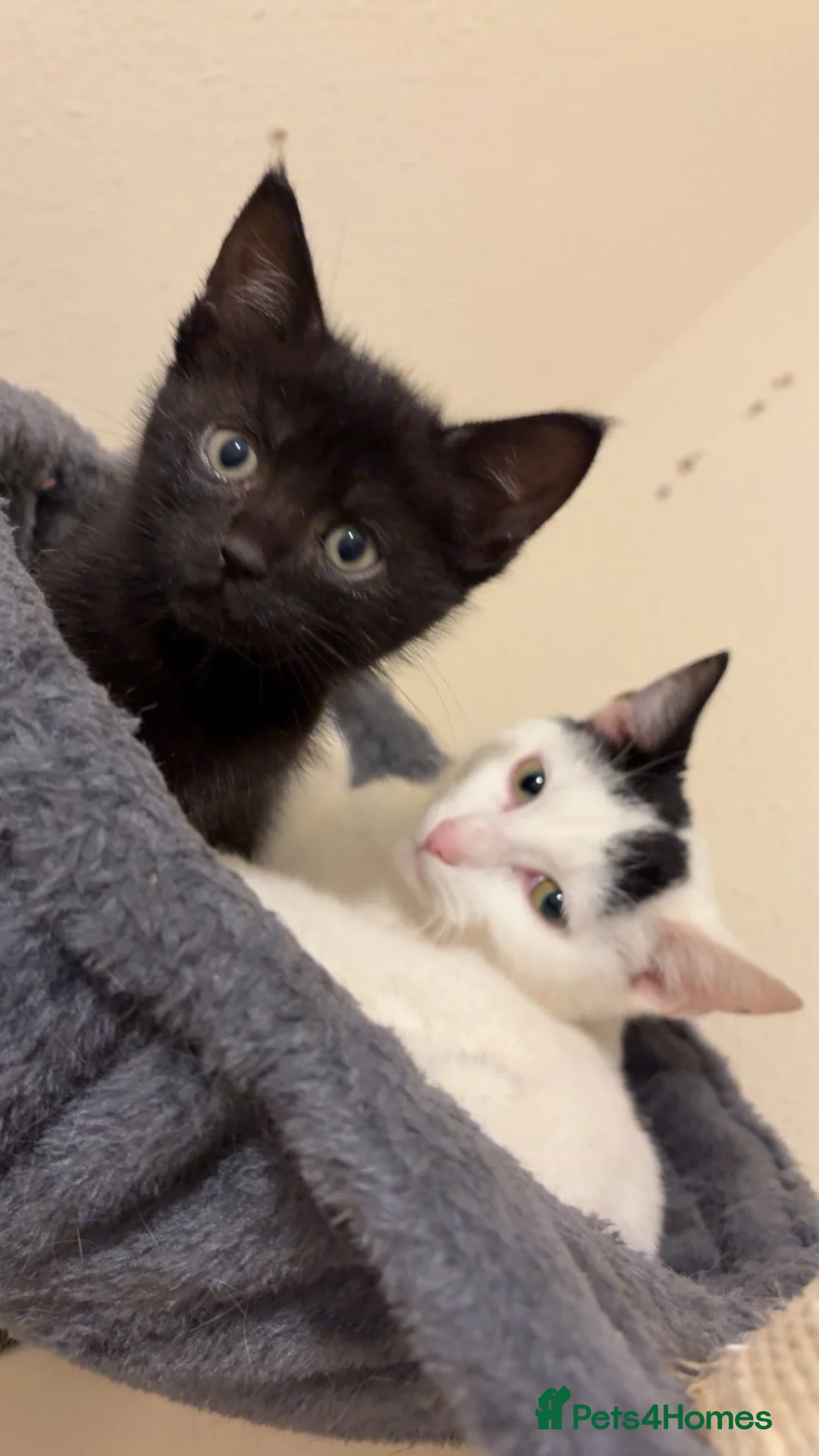 Mixed Breed cats for sale: Desperate need of home  - Advert 7