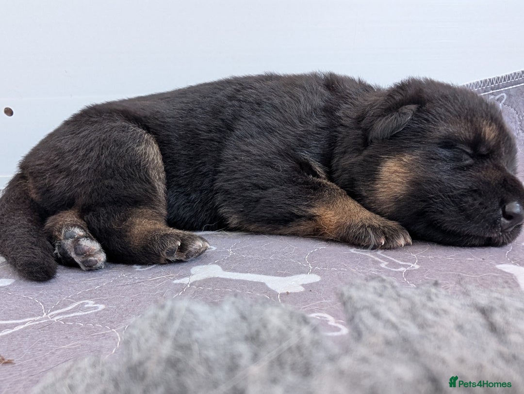 German Shepherd dogs for sale: Health Tested German Shepherd Available! 🐾🖤 - Image 3