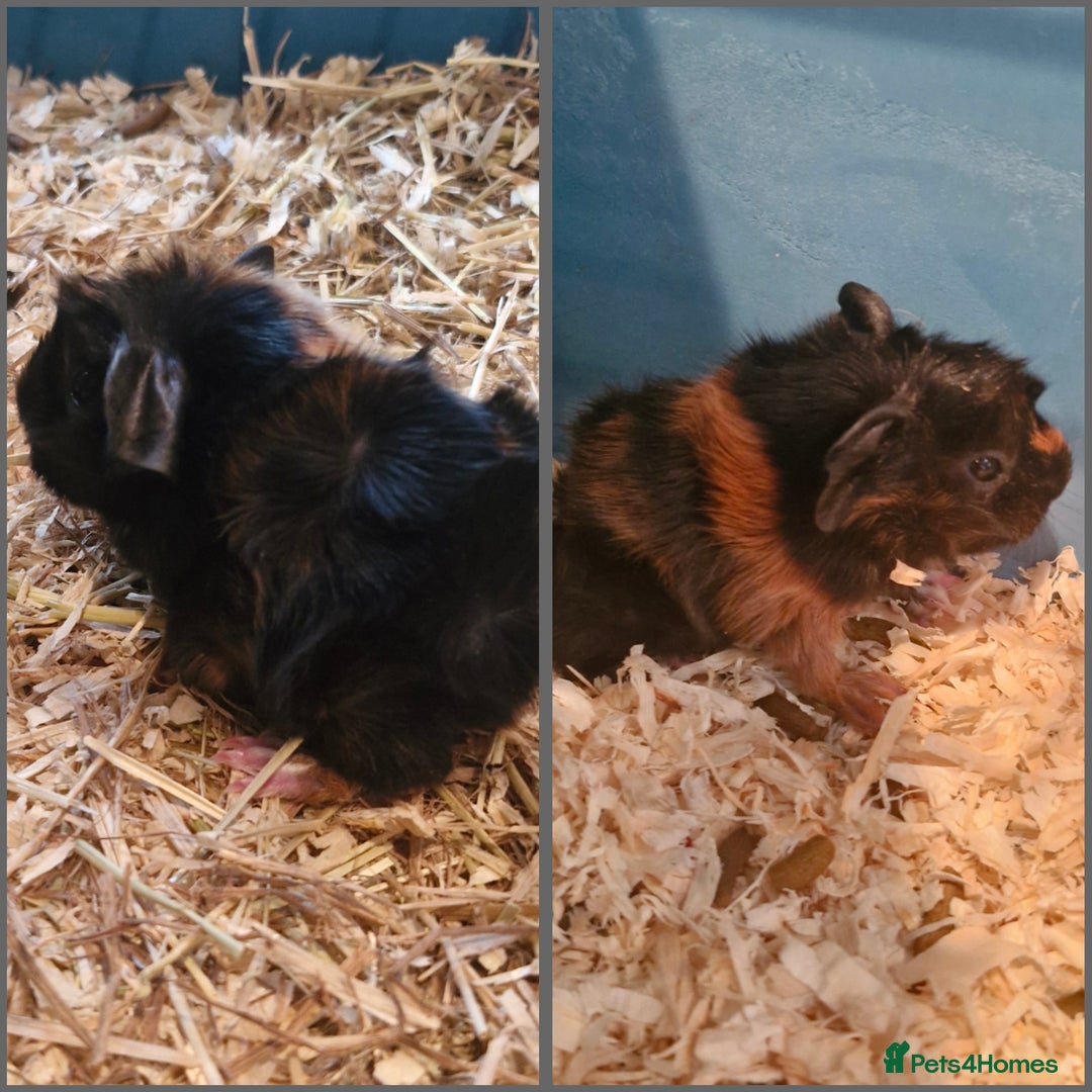 Guinea Pig rodents for sale: 2 males 7 weeks old - Image 1