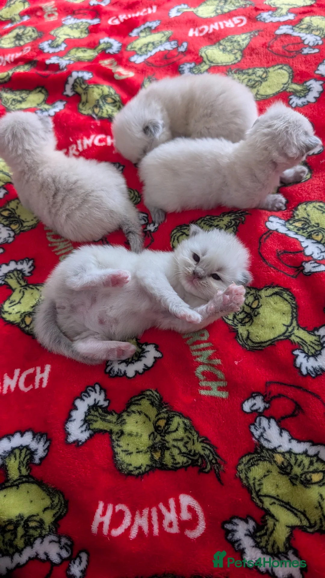Ragdoll cats for sale: Ragdoll x in Hastings - Advert 9
