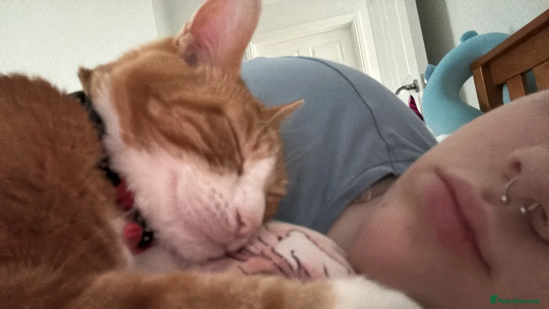 Mixed Breed cats for sale: Marla cat she’s 3 not 2 I can’t change  - Advert 25