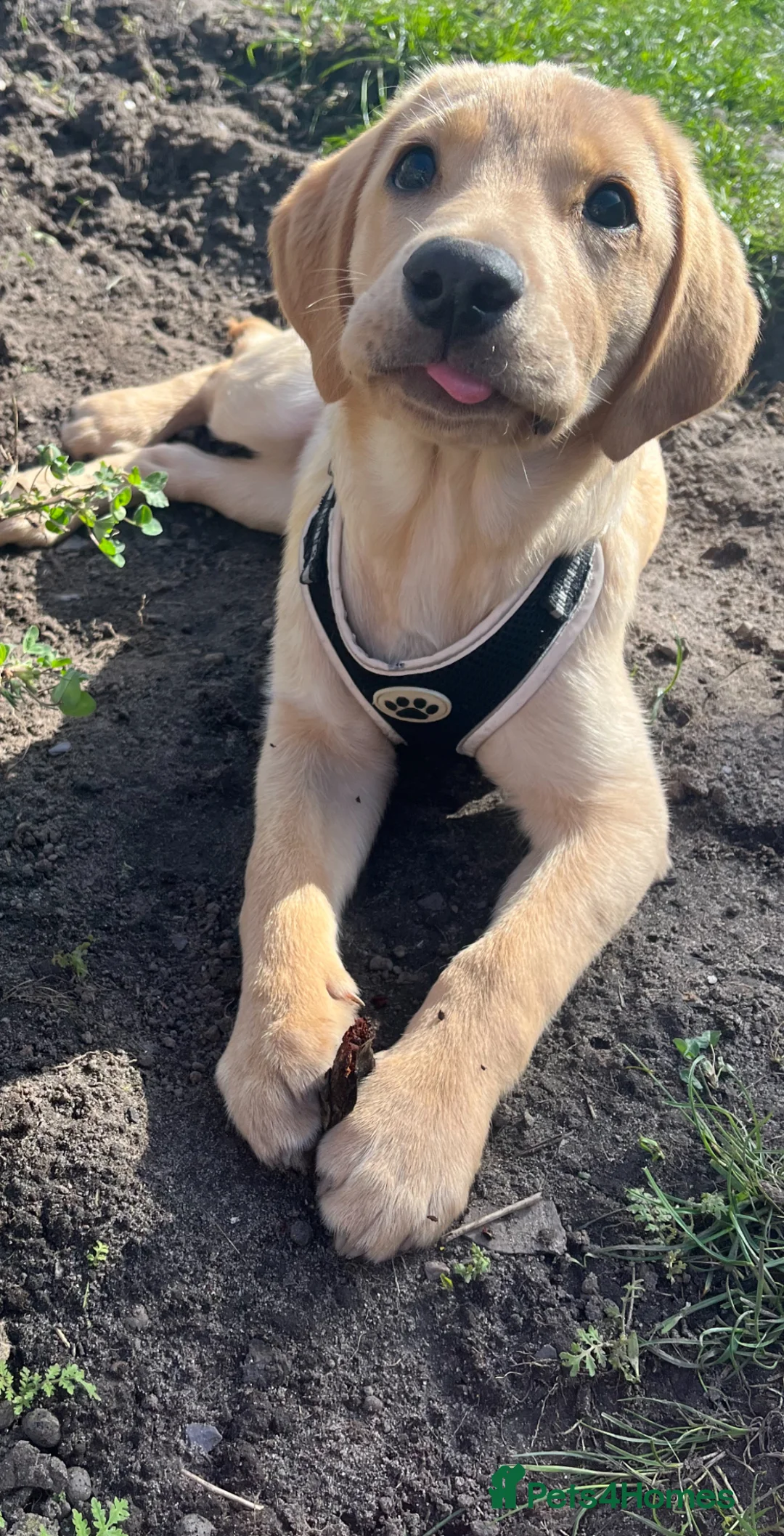 Labrador Retriever dogs for sale: 7 month old Labrador retriever  - Advert 1