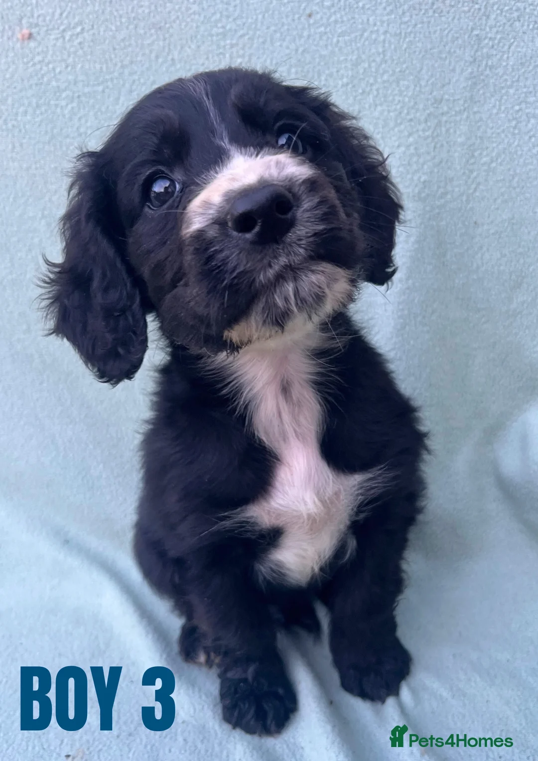 Cockapoo dogs for sale: ONE BOY LEFT.  F1 COCKAPOO - Advert 20