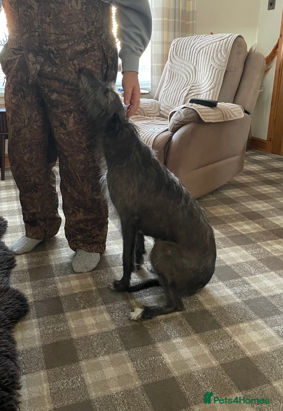 Lurcher dogs for sale: lurcher pups - Advert 10