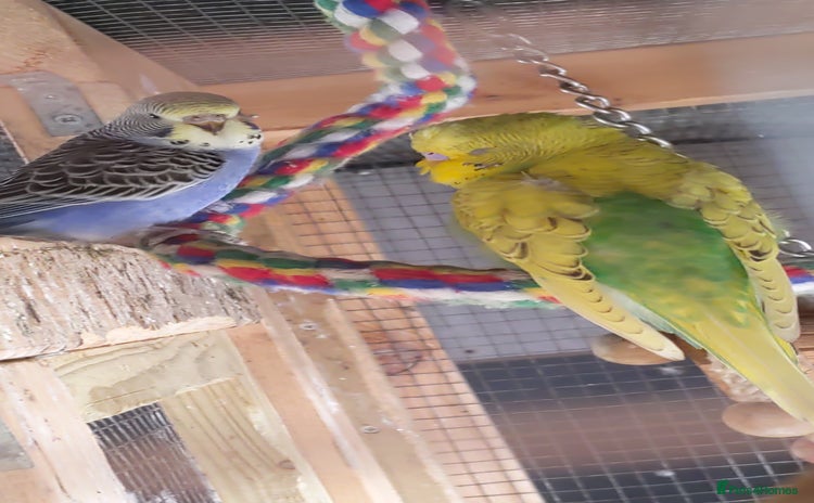 Budgerigars birds - Advert 1