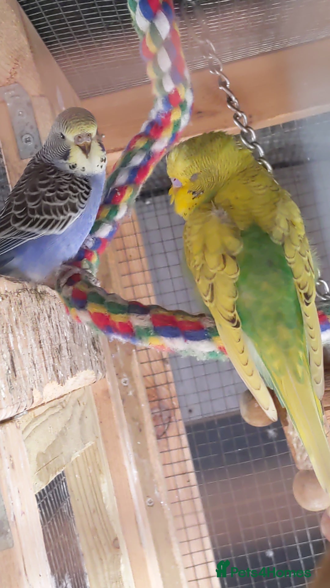 Budgerigars birds for sale: Budgies for sale amesbury  - Image 1