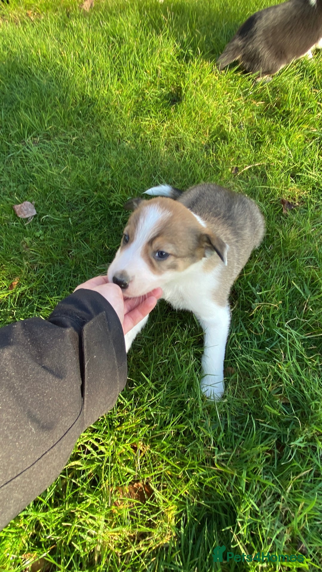 Mixed Breed dogs for sale: Beautiful Welsh Collie x Border Collie Puppies - Advert 18