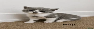 British Shorthair Kitten 1