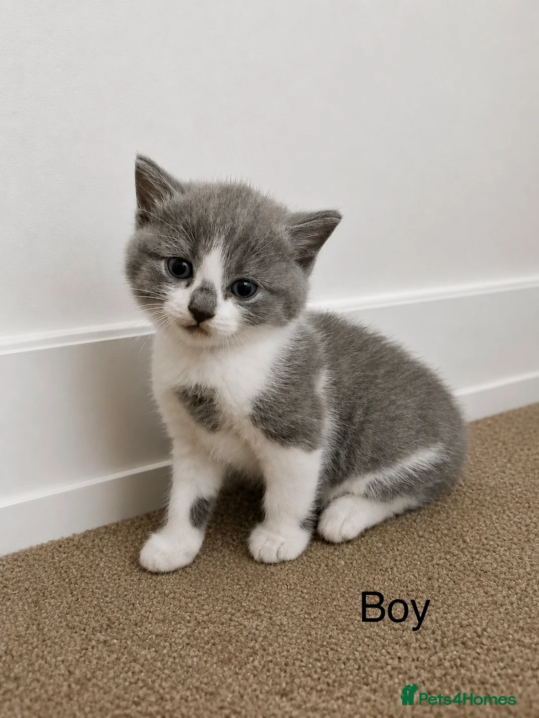 British Shorthair cats for sale: British shorthair mix kittens  - Advert 2