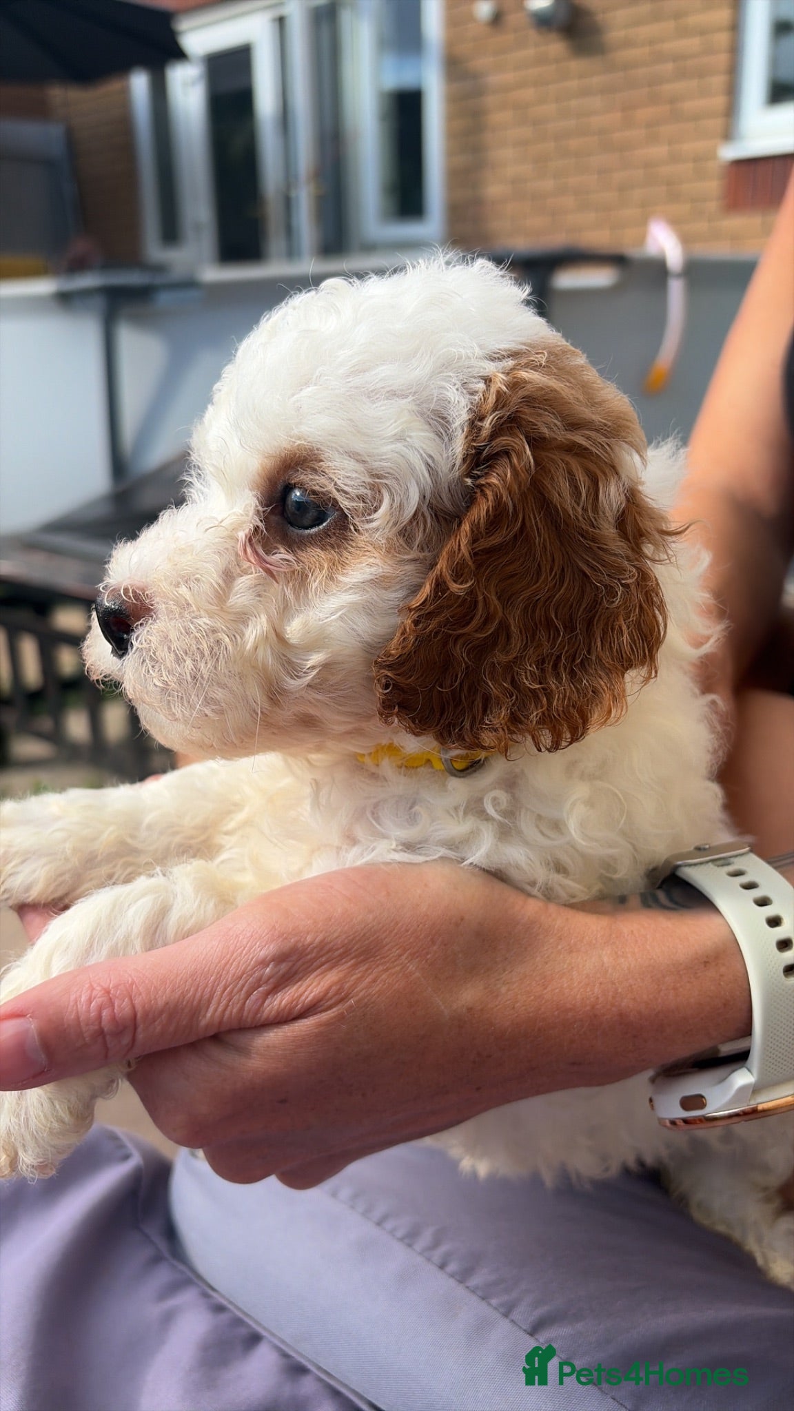 Cavapoo dogs F1B Cavapoo puppies READY NOW! - Advert 2
