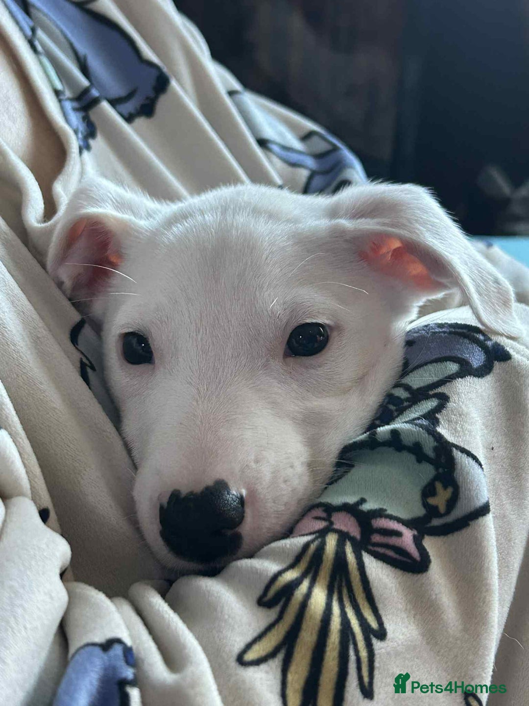 Mixed Breed dogs for sale: Staffy-Lurcher CROSS Border Collie  - Advert 6