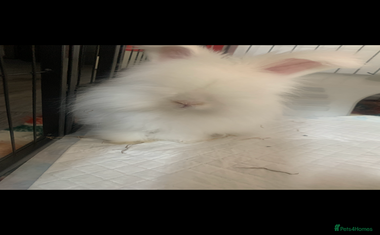 Angora rabbits - Advert 1