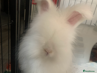 Angora rabbits - Advert 1