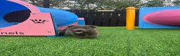 Chow Chow dogs for sale: Stunning exotic colour chowski puppies for sale  - Advert 21