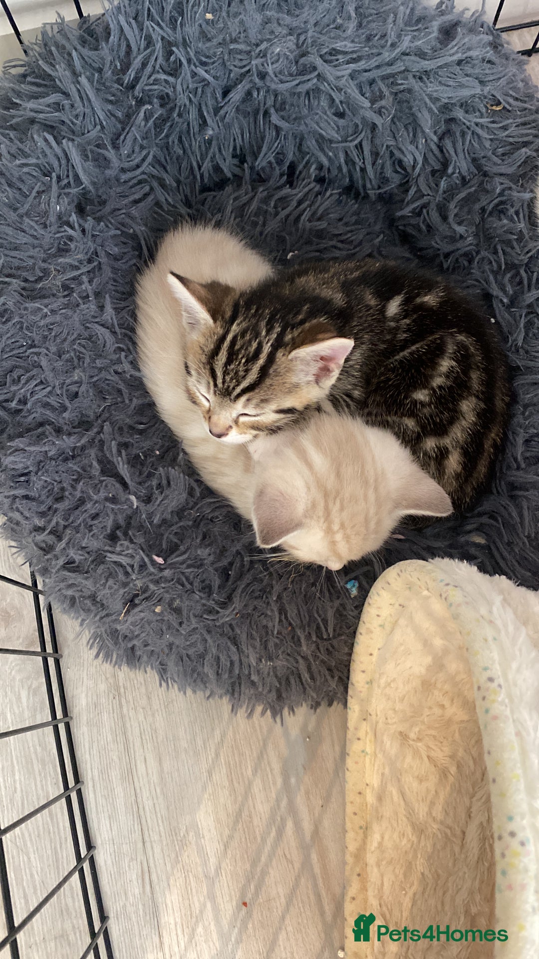 Bengal cats for sale: Bengal Cross Kittens  - Image 17