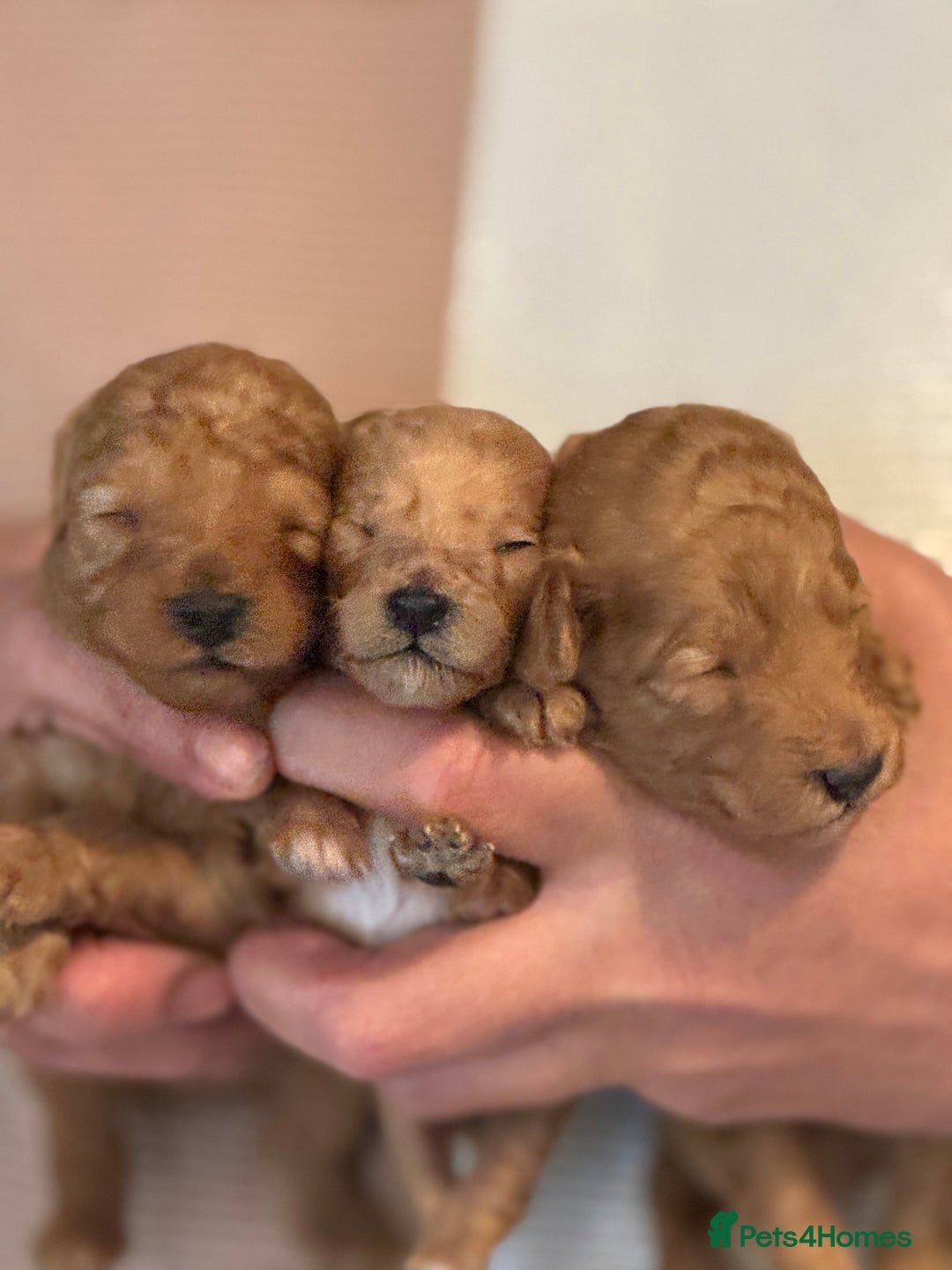 Toy Poodle dogs for sale: Toy Poodles - Advert 7