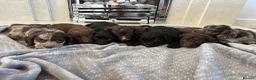 Cocker Spaniel dogs for sale: Cocker spaniel puppies 🖤🤎🤍 in Bedlington - Advert 9