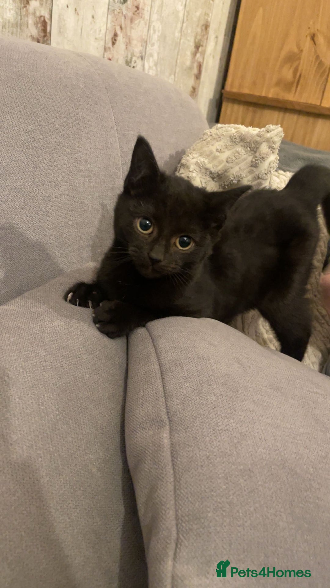 Mixed Breed cats for sale: 3 beautiful babies looking for forever homes - Advert 5