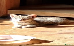 British Longhair cats for sale: Fully vaccinated kittens  - Image 5