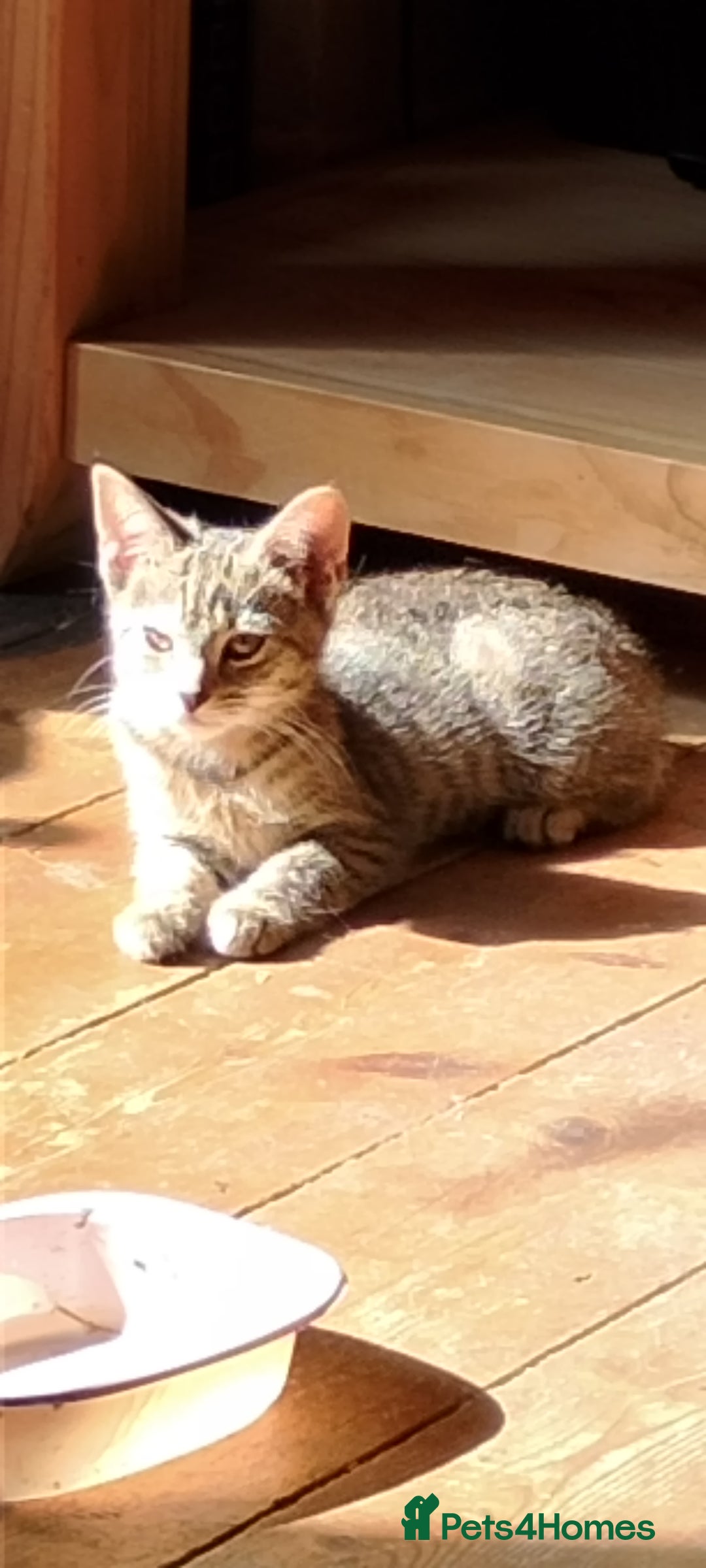 British Longhair cats for sale: Fully vaccinated kittens  - Image 5