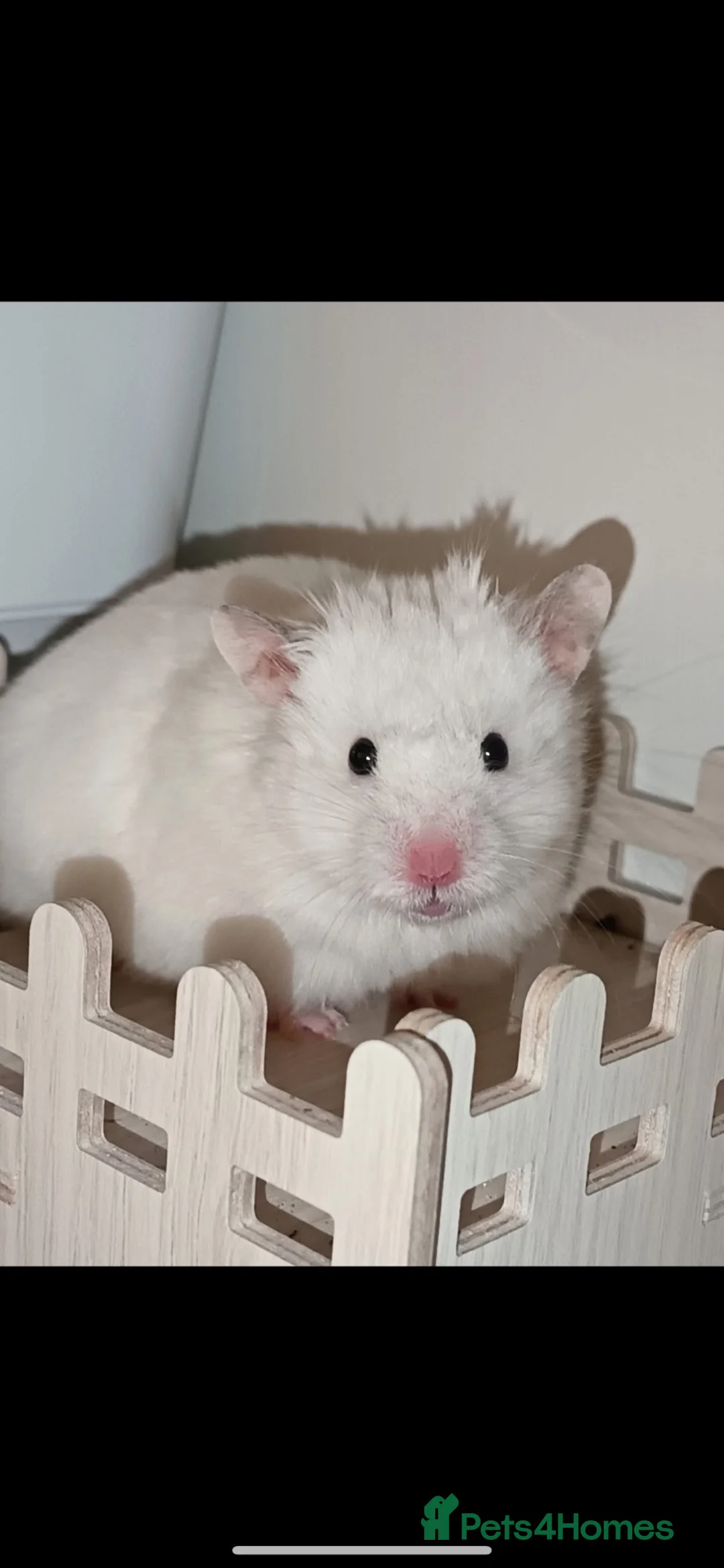 Hamster rodents for sale: Baby hamster  in London - Advert 2