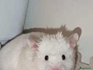 Hamster rodents Baby hamster - Advert 2
