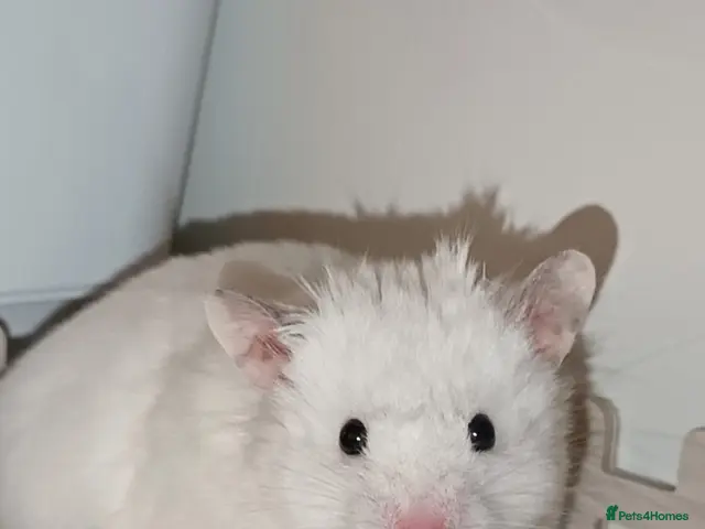 Hamster rodents Baby hamster - Advert 2