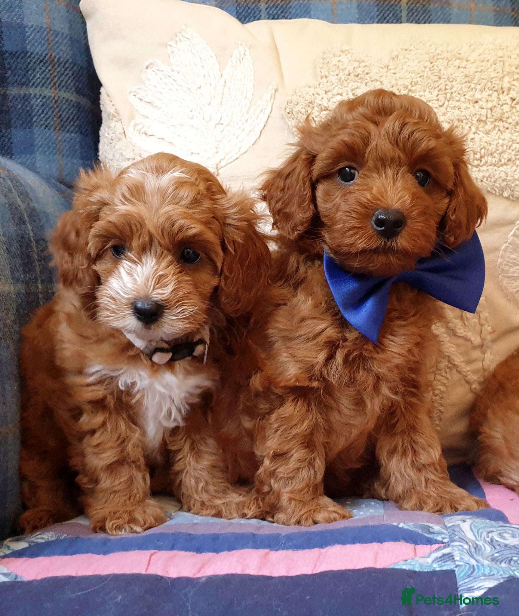 Maltipoo dogs F1bb Cotonoodle, health tested parents red apricot - Advert 1