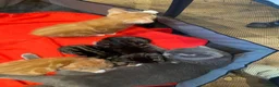 Mixed Breed cats for sale: Beautiful kittens for sale  - Advert 2