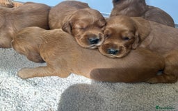 Irish Setter dogs for sale: Rare Golden Irish litter - Image 18