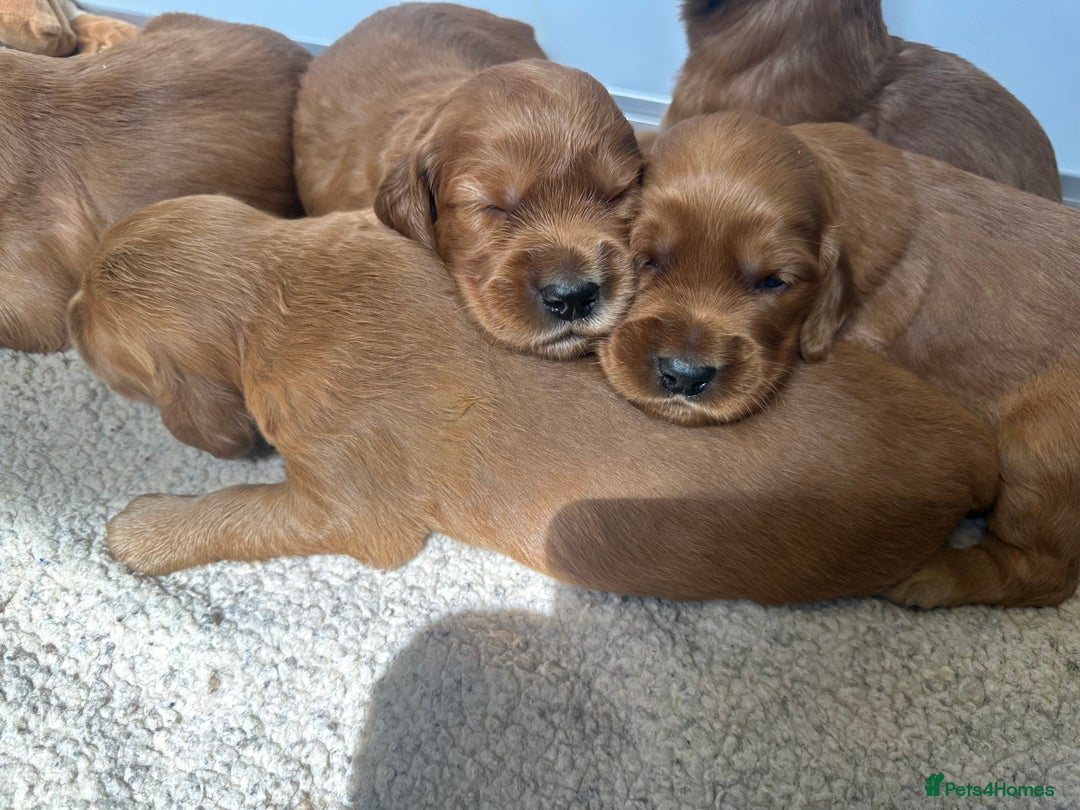 Irish Setter dogs for sale: Rare Golden Irish litter - Image 18