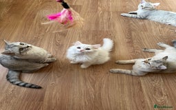 British Longhair cats for sale: Gorgeous British Longhair & Shorthair Kittens - Image 35