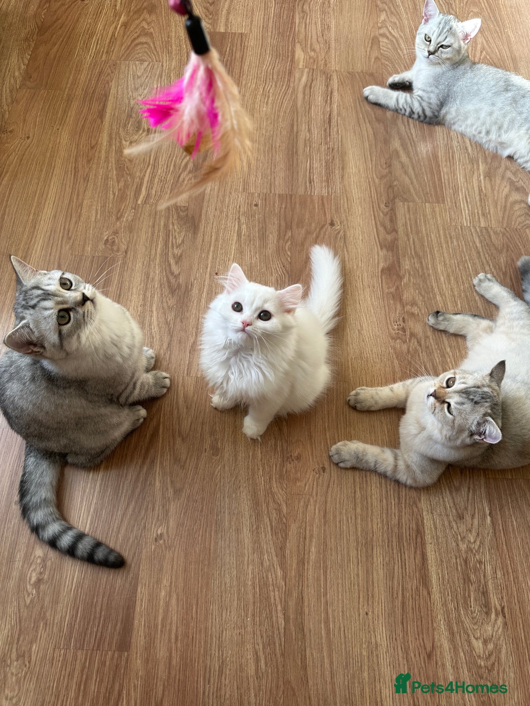 British Longhair cats for sale: Gorgeous British Longhair & Shorthair Kittens - Image 35