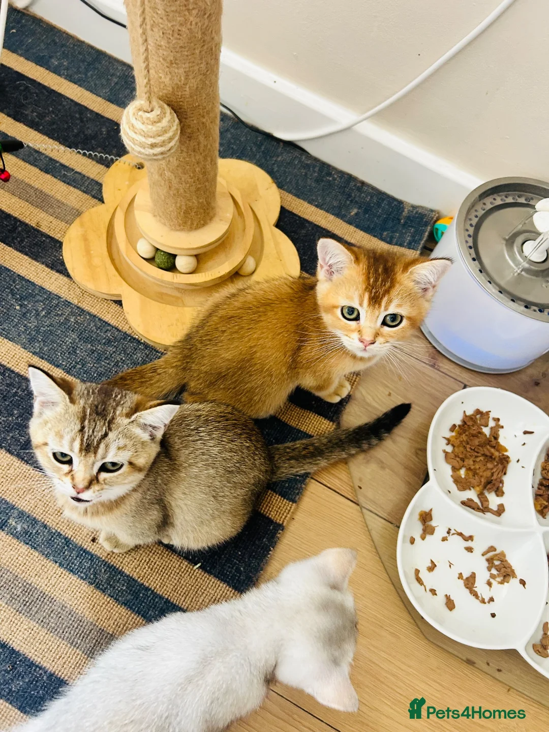 Scottish Fold cats for sale: BEAUTIFUL KITTENS LOOKING FOR THEIR FOREVER HOMES! - Advert 1