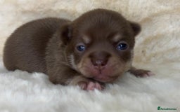 Chihuahua dogs for sale: Chihuahua 2 boys. Chocolate and black  - Image 7